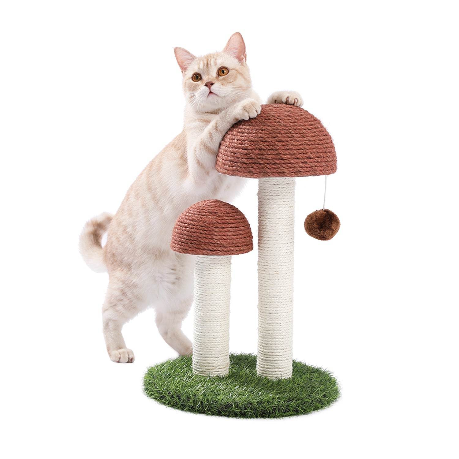 Cat Scratching - Adalonia